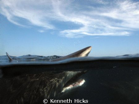 Over under of a Black tip. Shot taken with a standard Ike... by Kenneth Hicks 