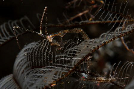 skeleton shrimp by Patrick Hartono 