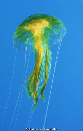 Noctiluca by Salvatore Ianniello 