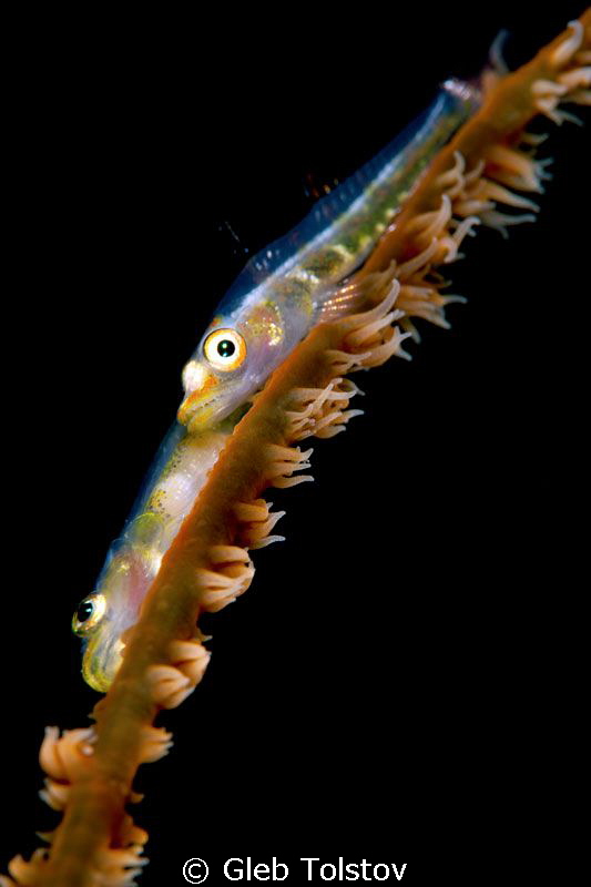Two wire coral gobys by Gleb Tolstov 