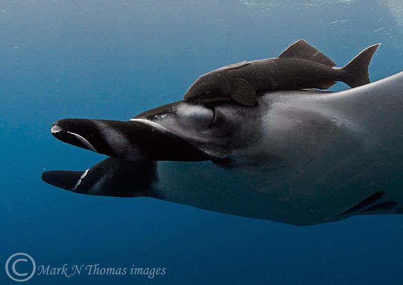 Manta & Ramora by Mark Thomas 