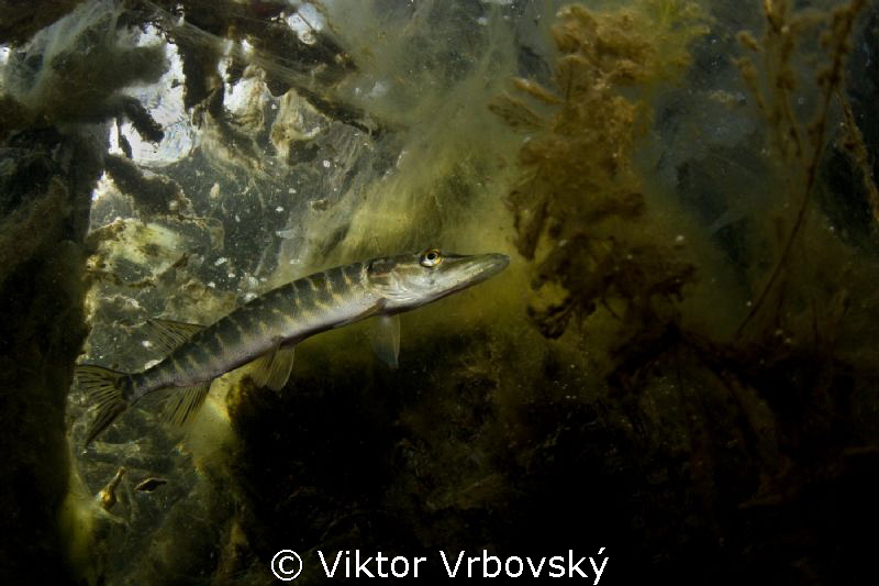 Pickerel by Viktor Vrbovský 