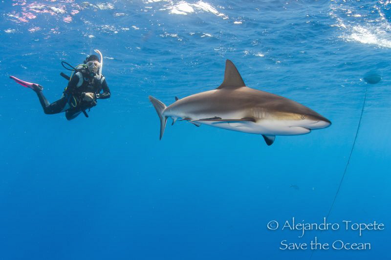 Shark and Diver in Surface, Gardens of the Queen by Alejandro Topete 