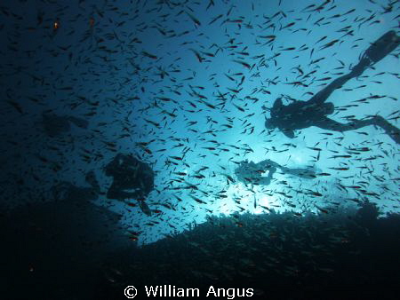 Just a little picture i took just off Hin Daeng - Thailand by William Angus 