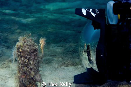 Seahorse reflection.  Taken with Nikon D800 105mm. by Lisa Kelly 