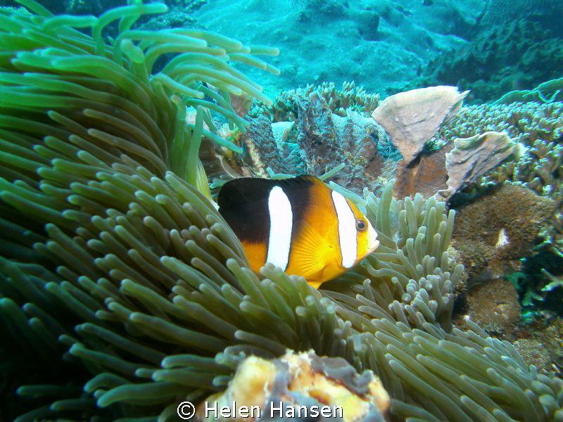 Clown fish by Helen Hansen 