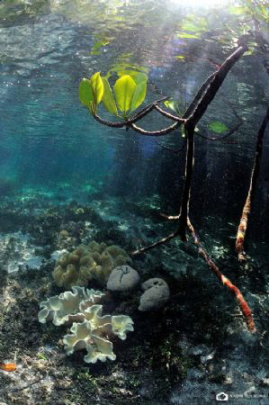 Mangroves by Nadya Kulagina 