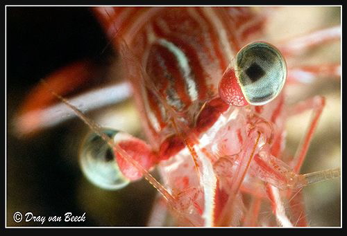 Eye Sea by Dray Van Beeck 