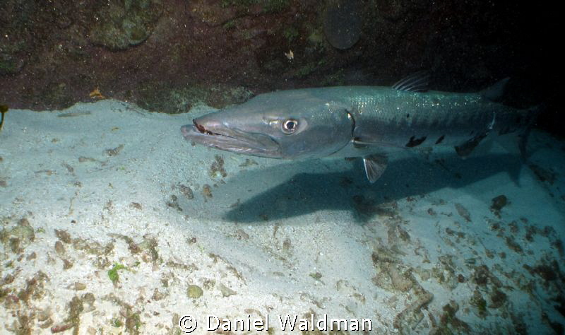 Great Barracuda, shot with  Canon g12 F6.3 Iso 100 Shutte... by Daniel Waldman 