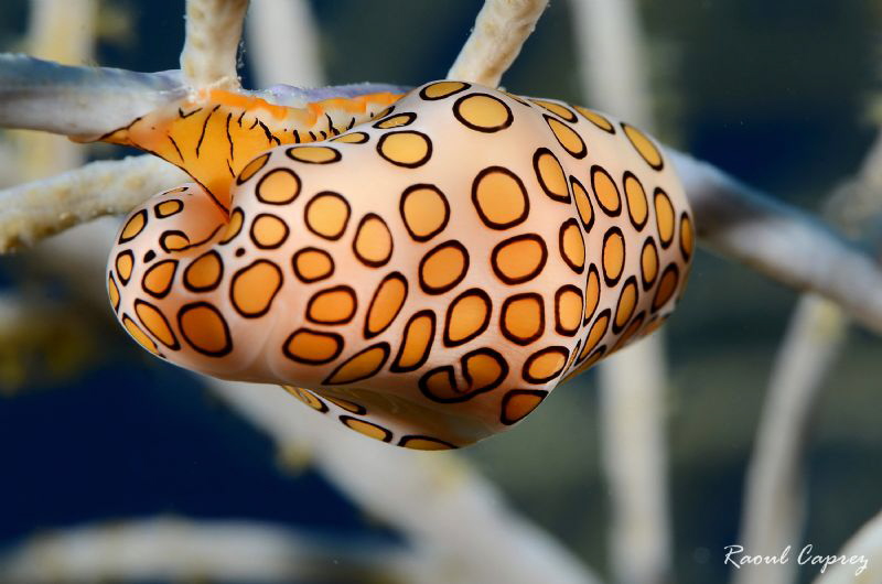 Flamingo tongue encounter by Raoul Caprez 