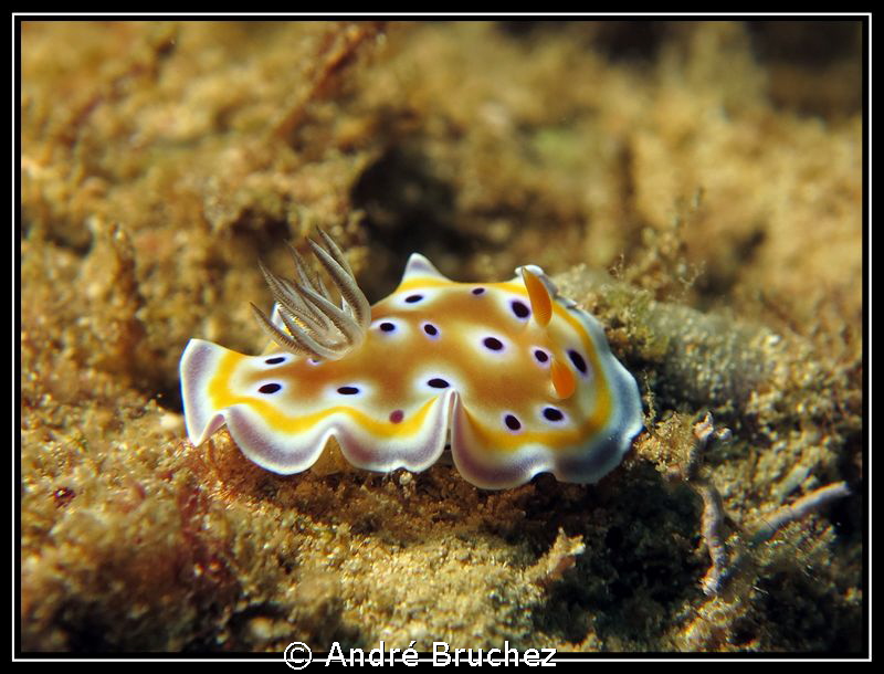 Chromodoris geminus by André Bruchez 