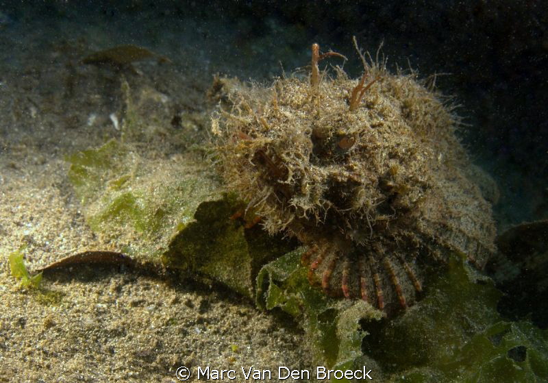 ugley but special by Marc Van Den Broeck 