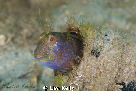 Blenny in a bottle at Blue Heron Bridge. by Lisa Kelly 
