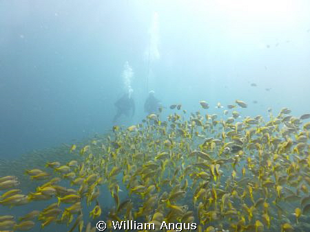 A Nice Fun Dive On Bida Nok - Thailand by William Angus 