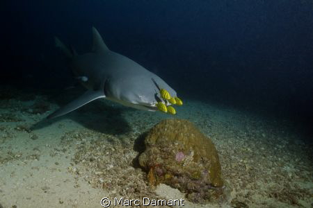 Piloting the Shark
We managed to see a lot of Sharks on ... by Marc Damant 
