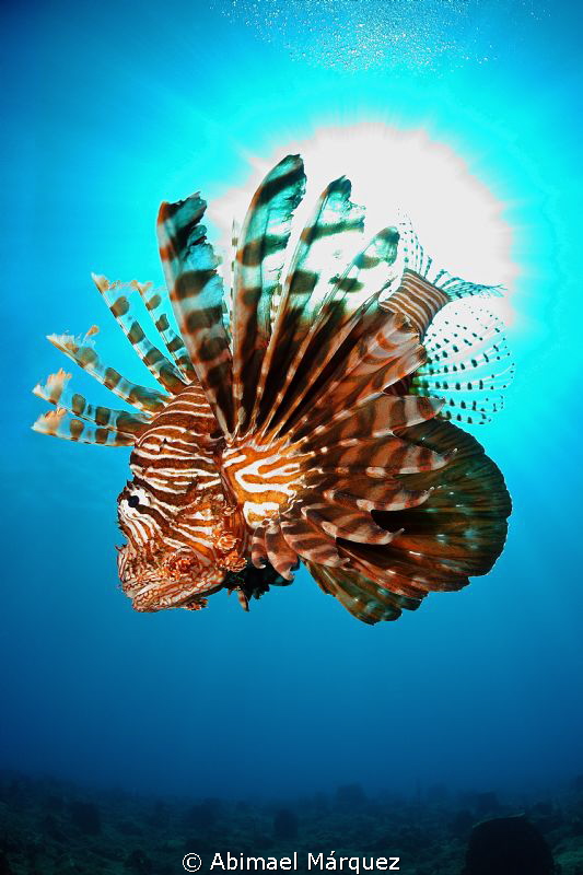 Lionfish by Abimael Márquez 