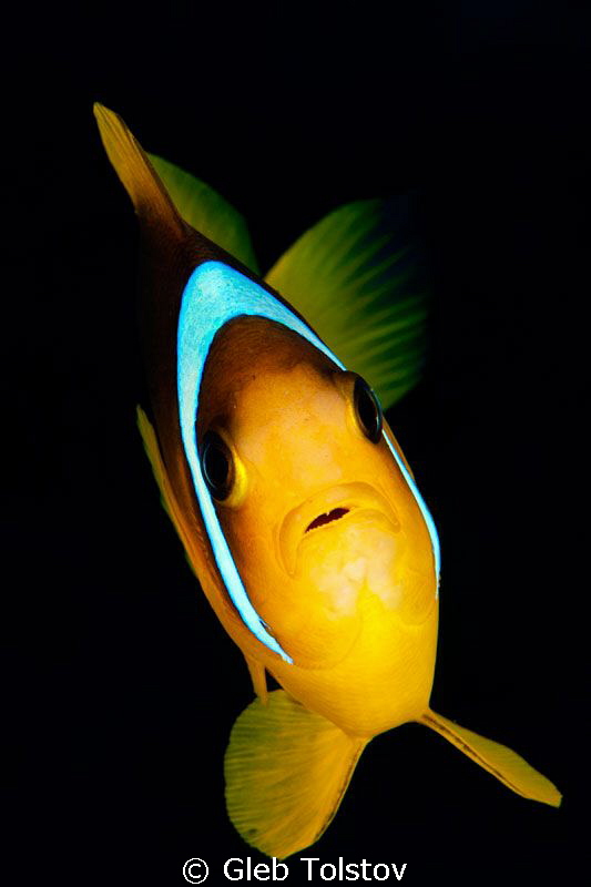 Nemo by Gleb Tolstov 