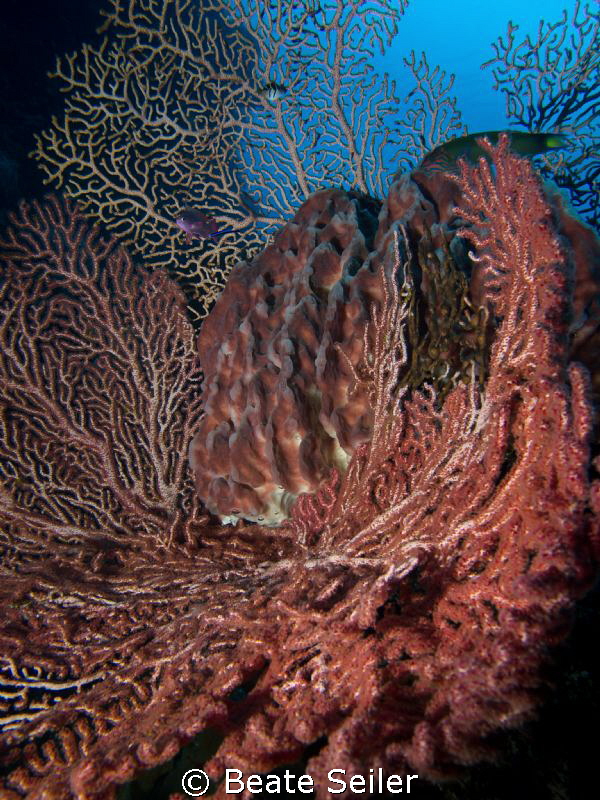 Sponges at the wreck by Beate Seiler 