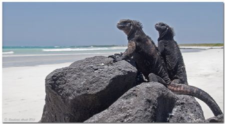 - It's their country -
A pair of Iguana Marina in Tortug... by Reinhard Arndt 