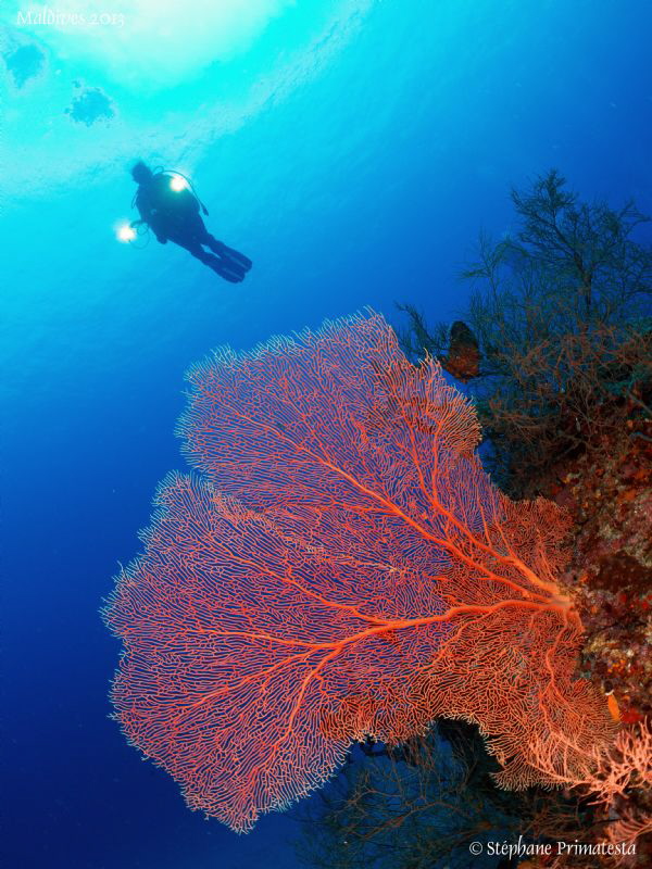 Gorgonian by Stéphane Primatesta 