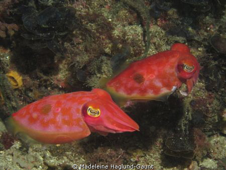 Colourful cuttle babies! by Madeleine Haglund-Gaunt 