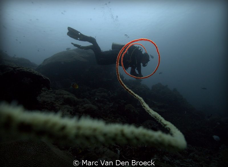 circeldiver by Marc Van Den Broeck 