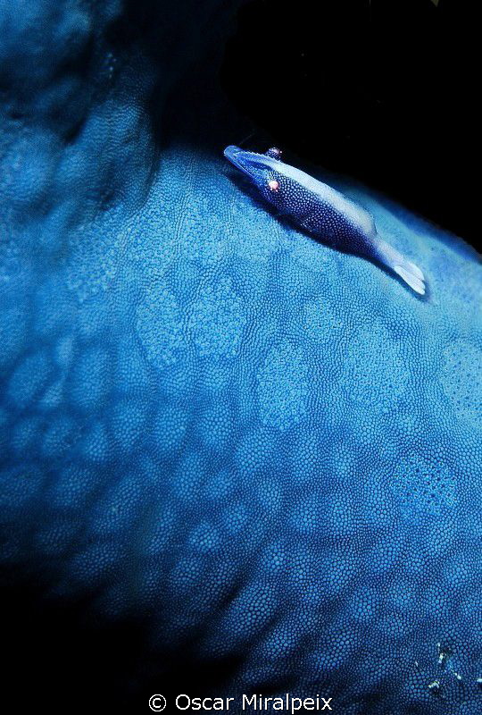 "blue" star and friend by Oscar Miralpeix 