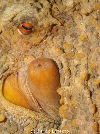 octopus detail by Carlos Ernesto 