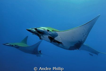 formation flight of mobula rays - Azores by Andre Philip 