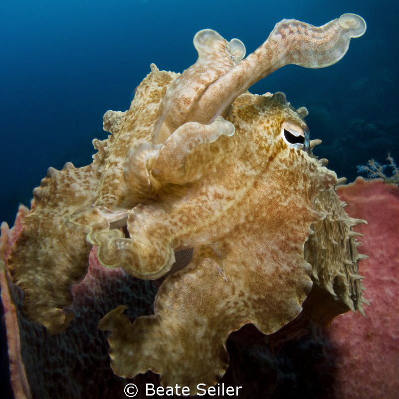 Cuttlefish in a sponge by Beate Seiler 