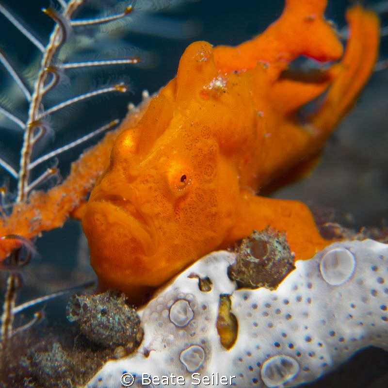 Red frogy by Beate Seiler 
