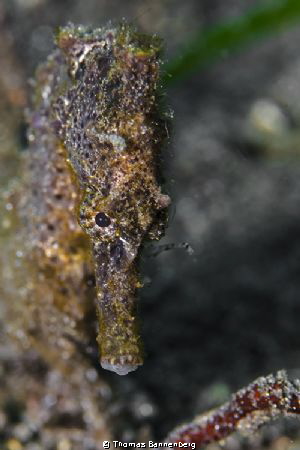 Seahorse

NIKON D7000 in a Seacam "Prelude" uw housing,... by Thomas Bannenberg 