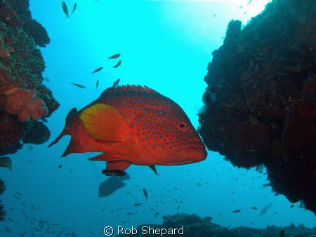 Rockard taken up close in Sodwana South Africa (My 2nd Ti... by Rob Shepard 