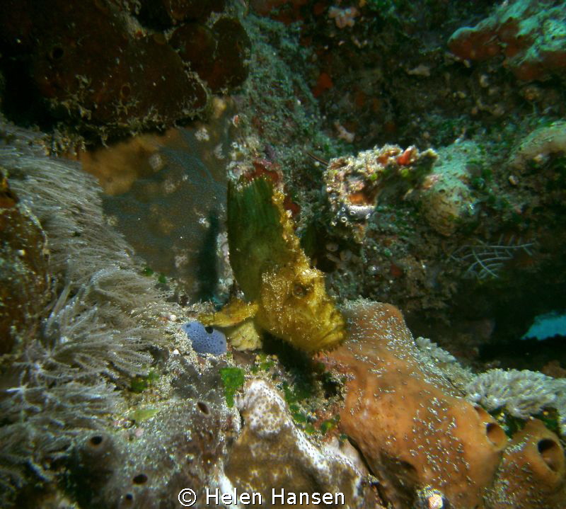 Leaf fish by Helen Hansen 
