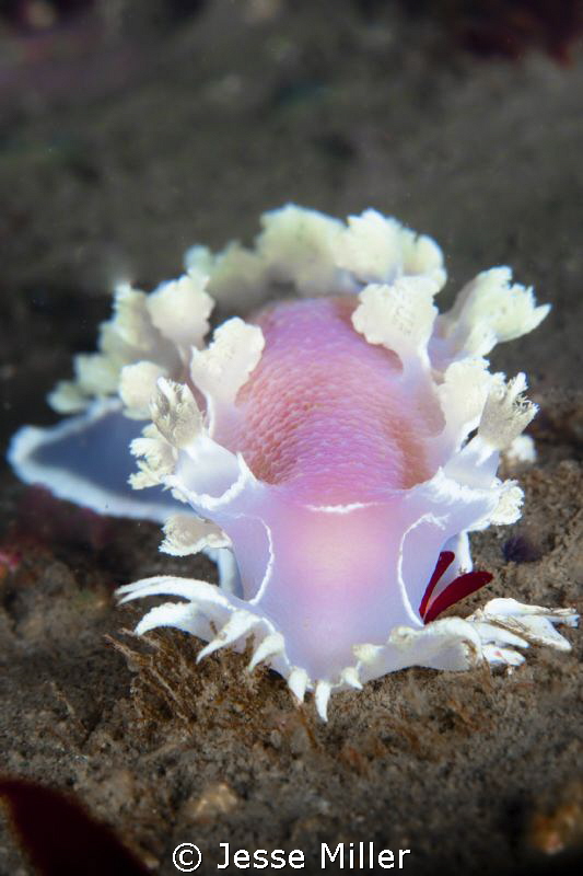 Diamondback Nudibranch by Jesse Miller 