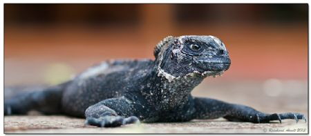 Iguana Marina catching sunbeams on the terrace of our hot... by Reinhard Arndt 