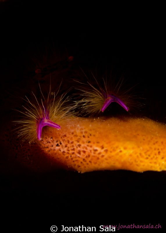 Squat Lobster... by Jonathan Sala 