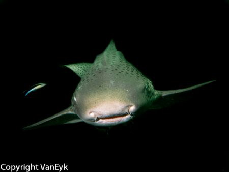 Julian Rocks Byron Bay, a friendly Leopard Shark did a co... by Bill Van Eyk 