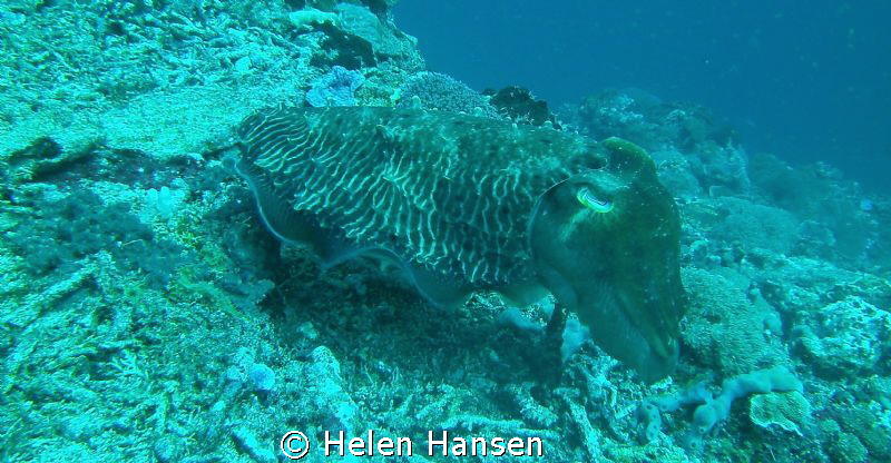 Cattle Fish by Helen Hansen 