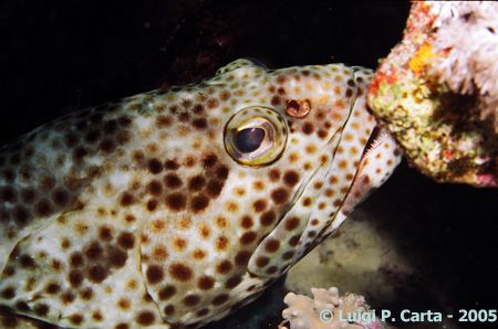 Sharm El Sheikh, Egypt. Small grouper portrait. by Luigi Carta 