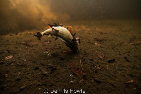 cycle of life    shot taken in freshwater. by Dennis Howie 