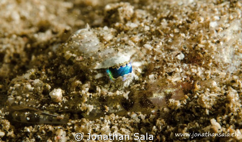 Juvenile Crocodile Fish by Jonathan Sala 
