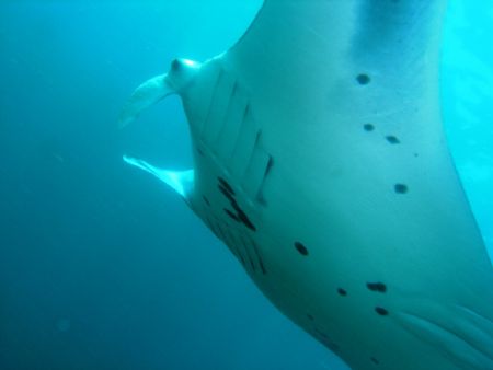 Manta, Bali, Olympus 5060 by Christy Ooi W, H. 