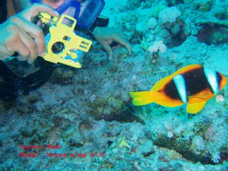 The most photographed fish in the Red-Sea. This clown fis... by Yasser Badr 