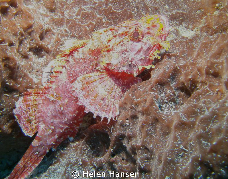 stone fish by Helen Hansen 