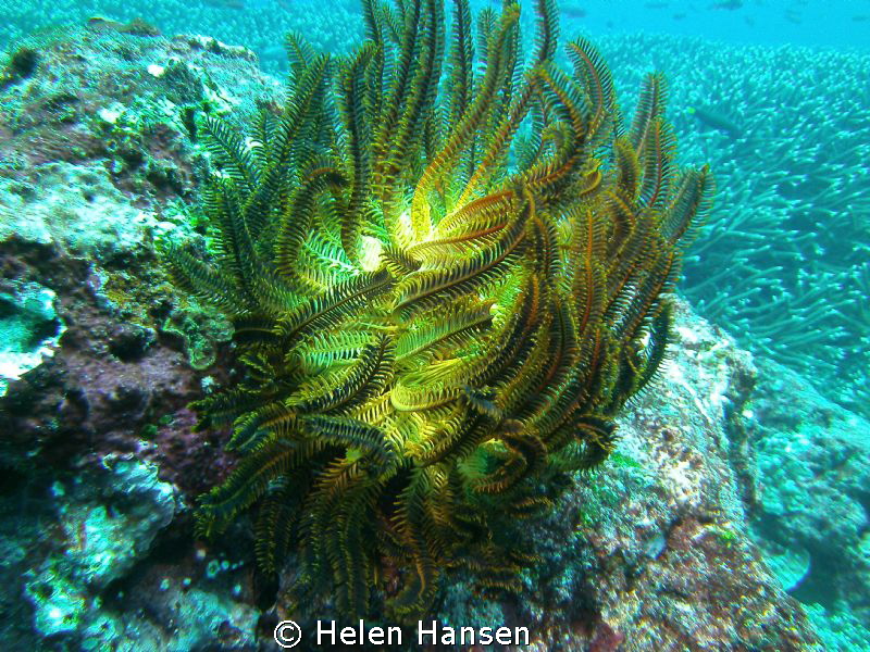 plant by Helen Hansen 