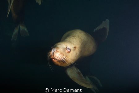 Checking us out!
This curious Sea Lion played with us fo... by Marc Damant 