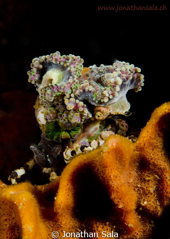 decorated crab by Jonathan Sala 