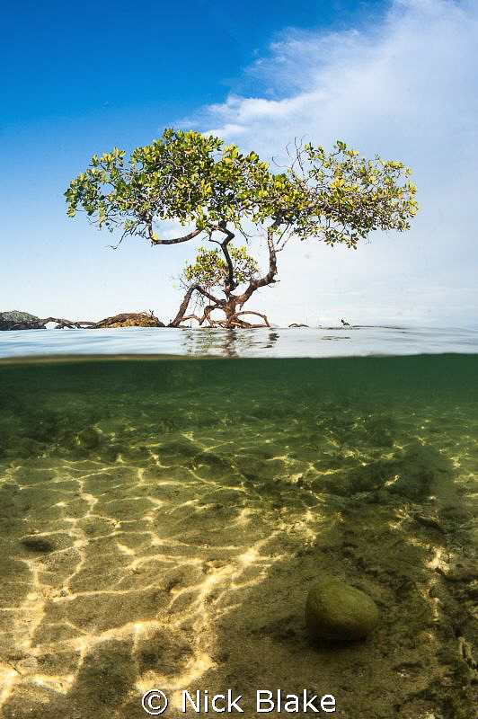 Split shot in the Komodo Mangroves, Indonesia by Nick Blake 