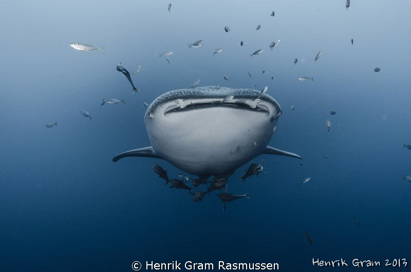 Whale Shark by Henrik Gram Rasmussen 